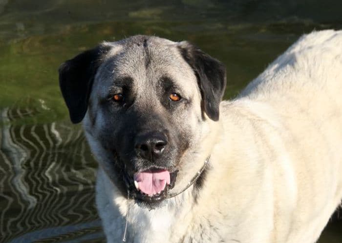 Aslan - Kangal-Hirtenhund - Bild 2