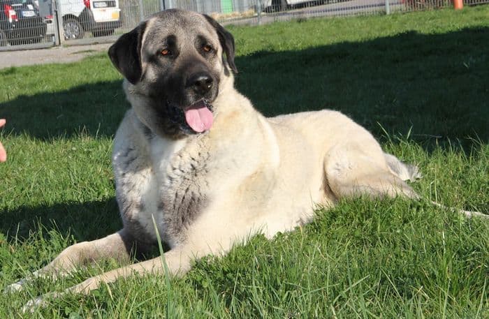 Aslan - Kangal-Hirtenhund - Bild 10