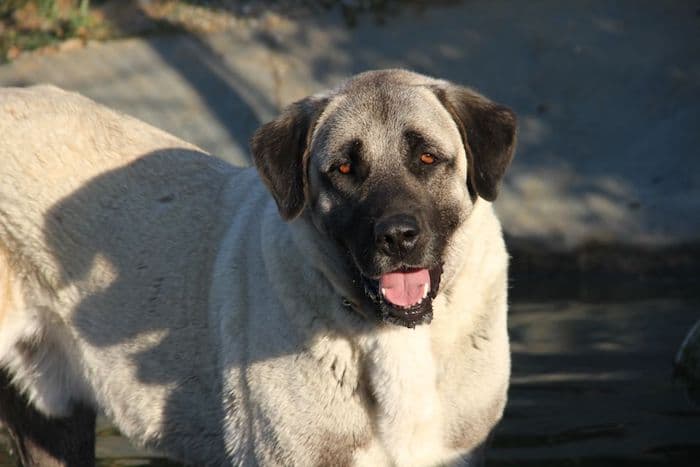 Aslan - Kangal-Hirtenhund - Bild 14