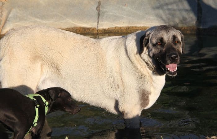 Aslan - Kangal-Hirtenhund - Bild 12
