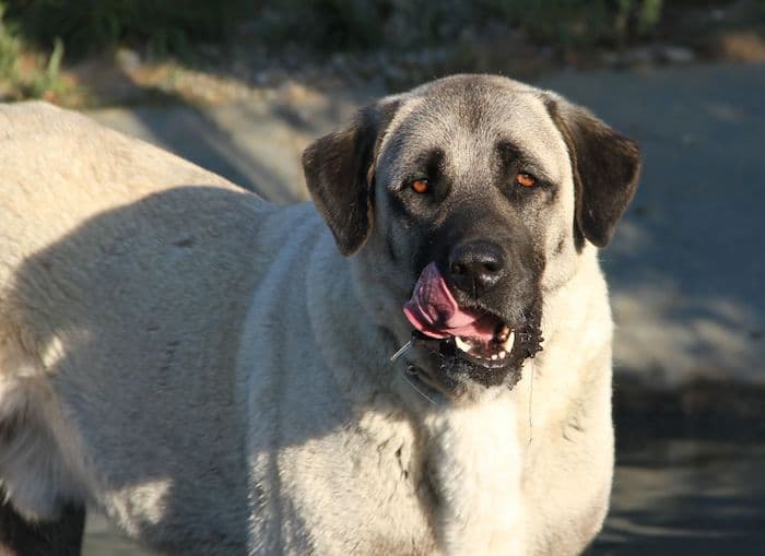 Aslan - Kangal-Hirtenhund - Bild 6