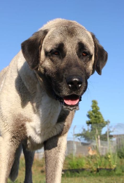 Aslan - Kangal-Hirtenhund - Bild 4