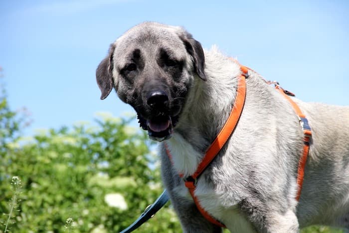Aslan - Kangal-Hirtenhund - Bild 18