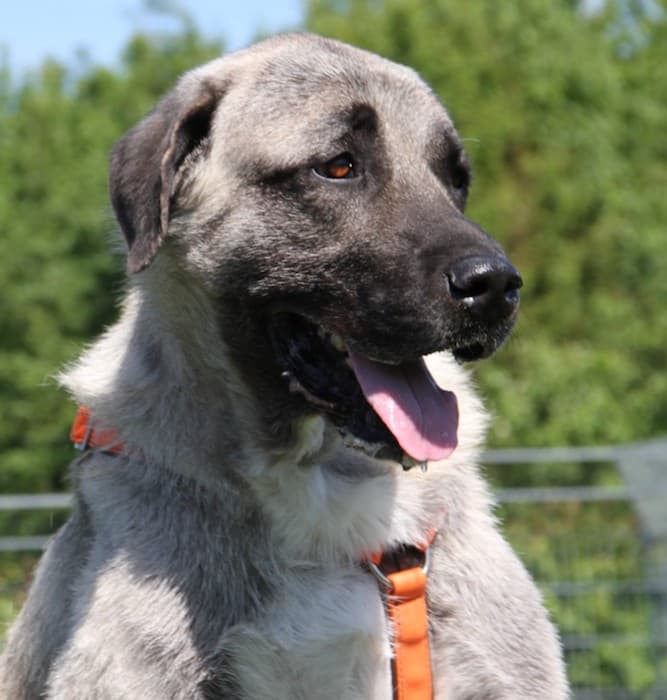 Aslan - Kangal-Hirtenhund - Bild 16