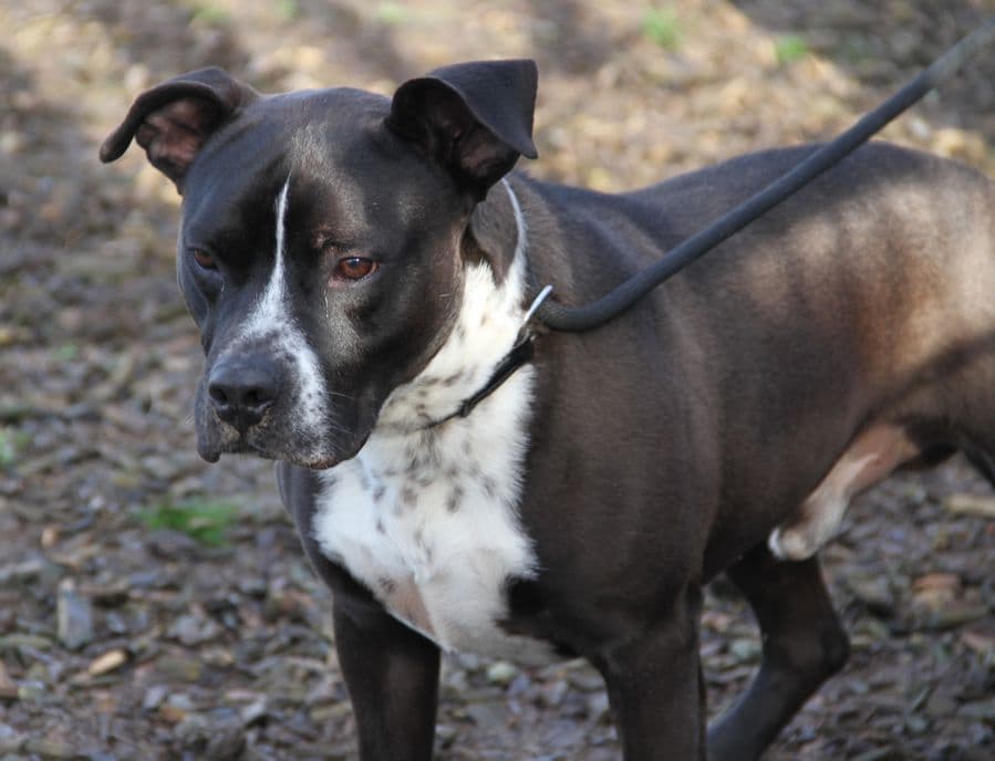 Ato - Staffordshire Bullterrier - Bild 16