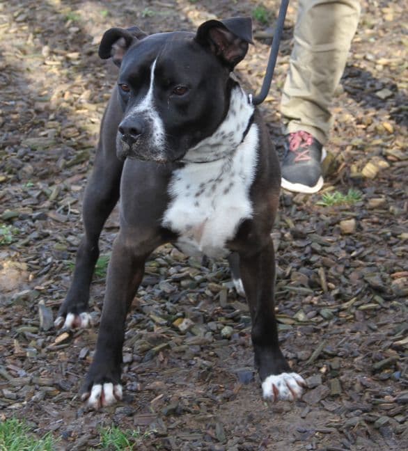 Ato - Staffordshire Bullterrier - Bild 11