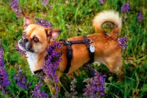 Simba - Chihuahua - Bild 3