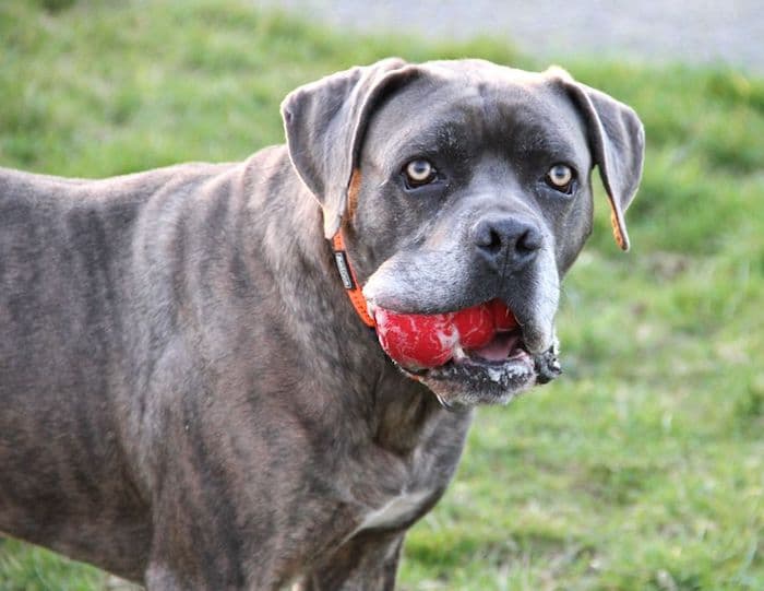 Cane Corso Italiano Drago