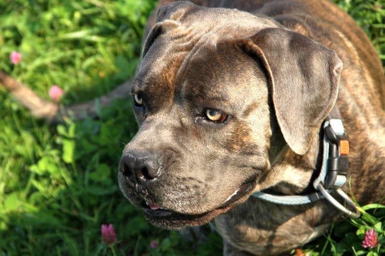 Drago - Cane Corso Italiano - Bild 2