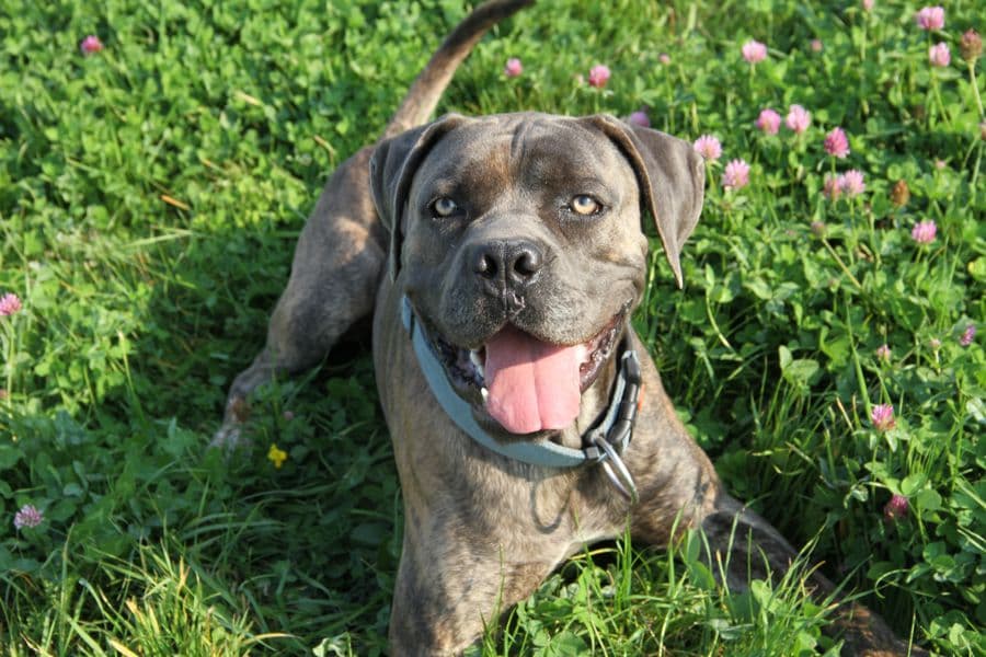 Drago - Cane Corso Italiano - Bild 13