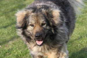 Bobby - Kaukasischer Owtscharka, Berner Sennenhund - Bild 5