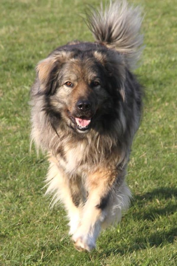 Bobby - Kaukasischer Owtscharka, Berner Sennenhund - Bild 6