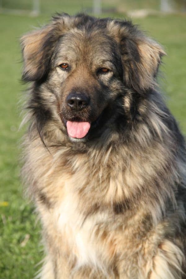 Bobby - Kaukasischer Owtscharka, Berner Sennenhund - Bild 8