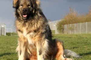 Bobby - Kaukasischer Owtscharka, Berner Sennenhund - Bild 17