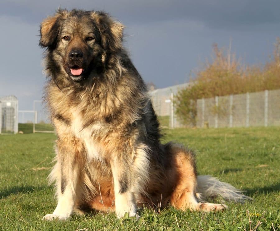 Bobby - Kaukasischer Owtscharka, Berner Sennenhund - Bild 16