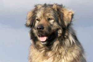 Bobby - Kaukasischer Owtscharka, Berner Sennenhund - Bild 15