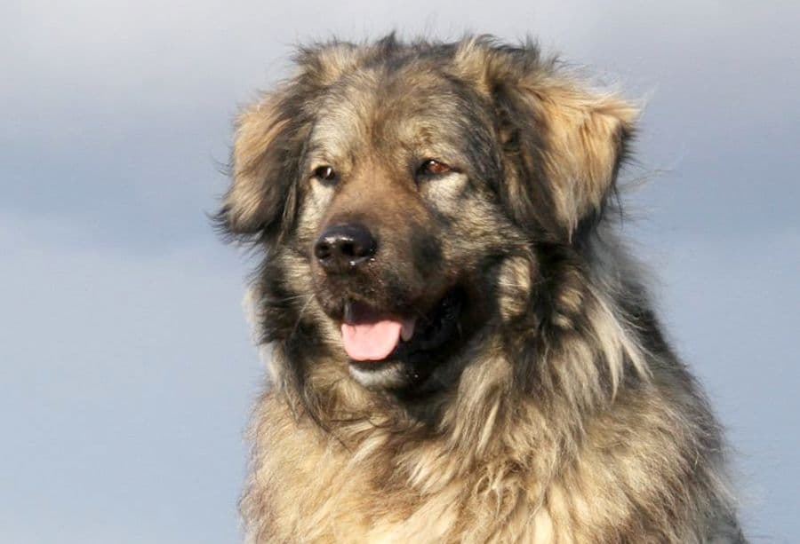 Bobby - Kaukasischer Owtscharka, Berner Sennenhund - Bild 14