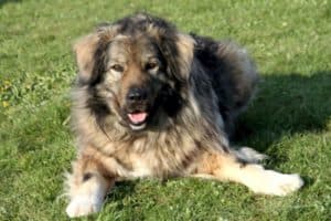 Bobby - Kaukasischer Owtscharka, Berner Sennenhund - Bild 13