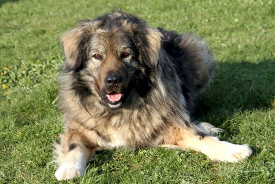 Bobby - Kaukasischer Owtscharka, Berner Sennenhund - Bild 12