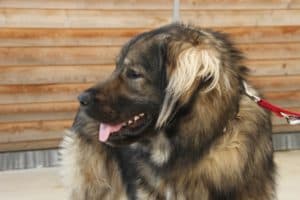 Bobby - Kaukasischer Owtscharka, Berner Sennenhund - Bild 41