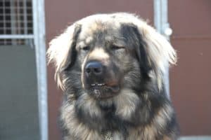 Bobby - Kaukasischer Owtscharka, Berner Sennenhund - Bild 29