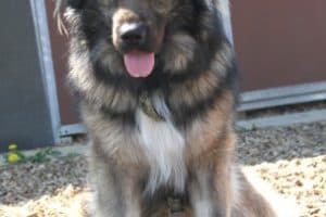 Bobby - Kaukasischer Owtscharka, Berner Sennenhund - Bild 25