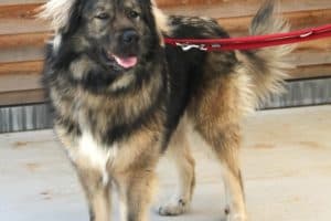 Bobby - Kaukasischer Owtscharka, Berner Sennenhund - Bild 23