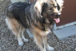 Bobby - Kaukasischer Owtscharka, Berner Sennenhund - Bild 21