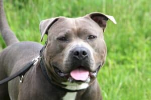 Kimbo - Staffordshire Bullterrier, American Staffordshire Terrier - Bild 3