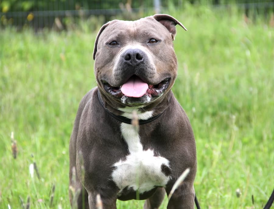 Kimbo - Staffordshire Bullterrier, American Staffordshire Terrier - Bild 4