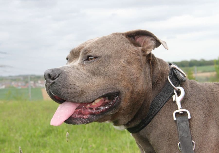 Kimbo - Staffordshire Bullterrier, American Staffordshire Terrier - Bild 8