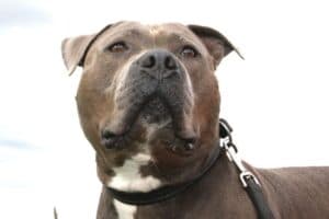 Kimbo - Staffordshire Bullterrier, American Staffordshire Terrier - Bild 11