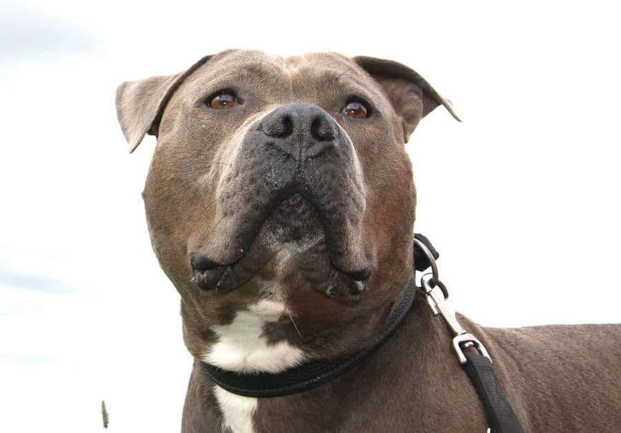 Kimbo - Staffordshire Bullterrier, American Staffordshire Terrier - Bild 10