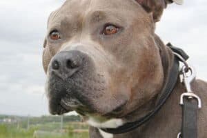 Kimbo - Staffordshire Bullterrier, American Staffordshire Terrier - Bild 13