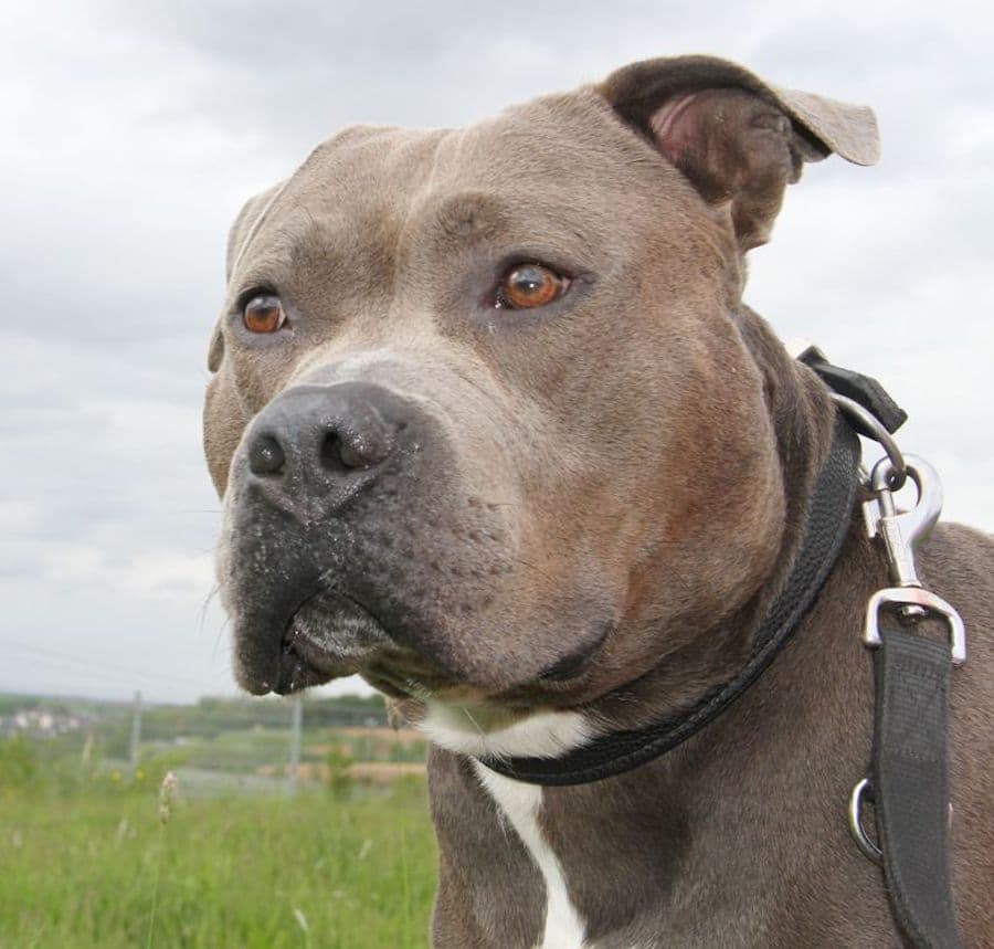 Kimbo - Staffordshire Bullterrier, American Staffordshire Terrier - Bild 12