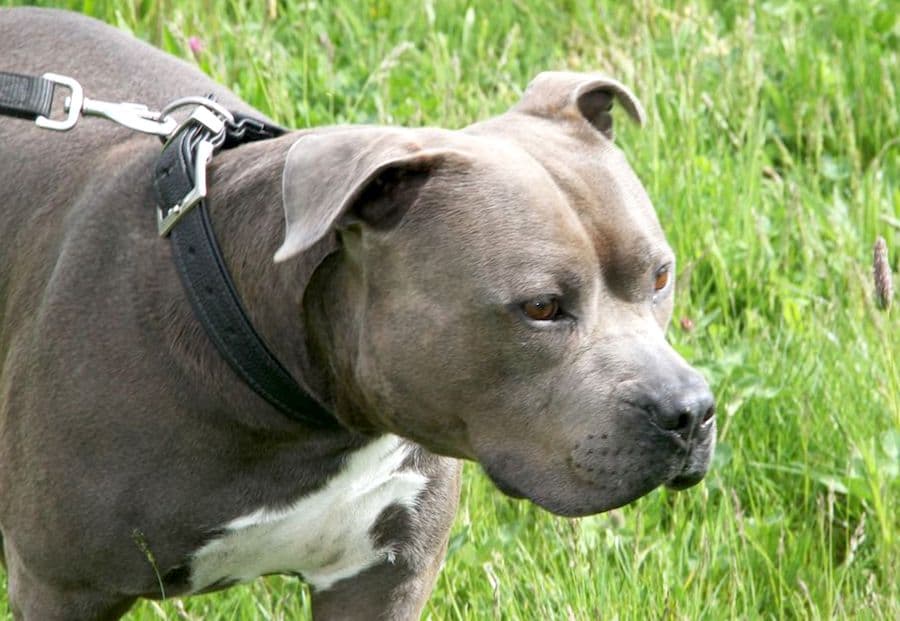 Kimbo - Staffordshire Bullterrier, American Staffordshire Terrier - Bild 14