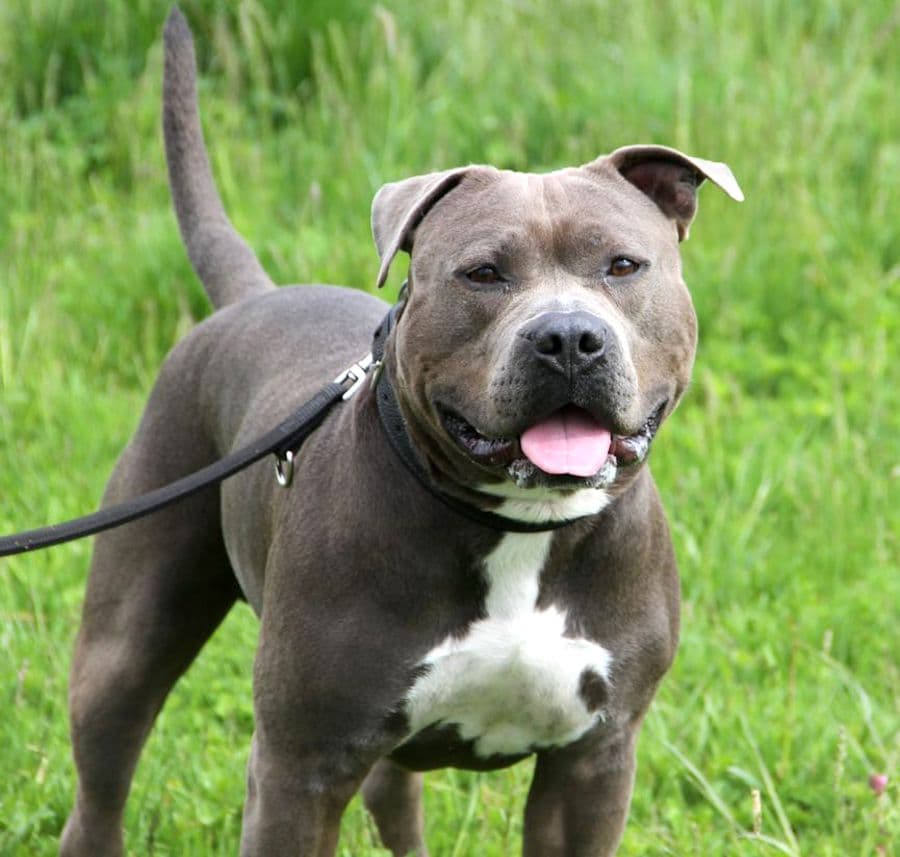 Kimbo - Staffordshire Bullterrier, American Staffordshire Terrier - Bild 18