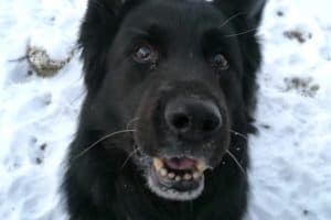 Lasse - Deutscher Schäferhund - Bild 9