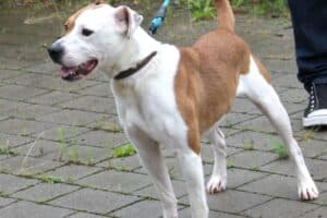 Cass - Englische Bulldogge, Deutsche Dogge, Jack Russell Terrier - Bild 16