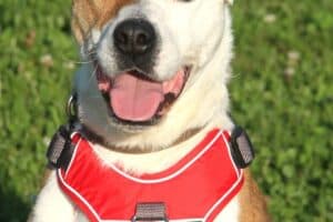 Cass - Englische Bulldogge, Deutsche Dogge, Jack Russell Terrier - Bild 5