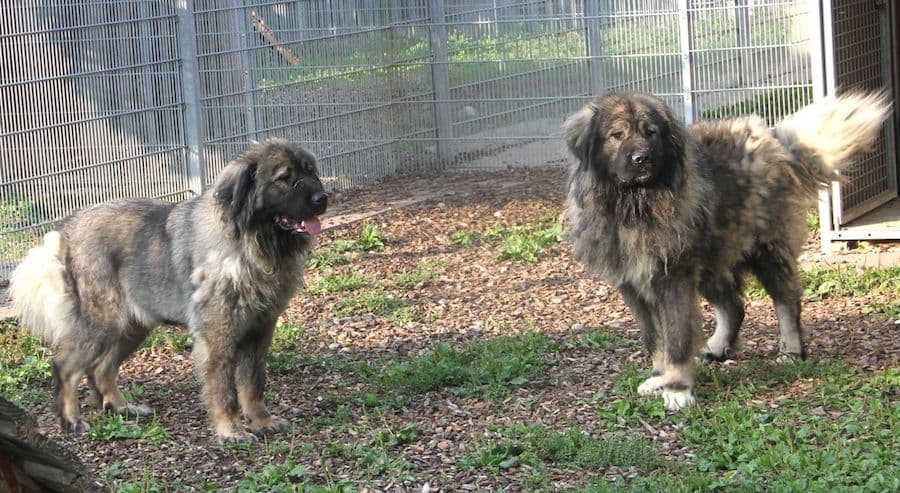 Chico - Kaukasischer Owtscharka - Bild 6