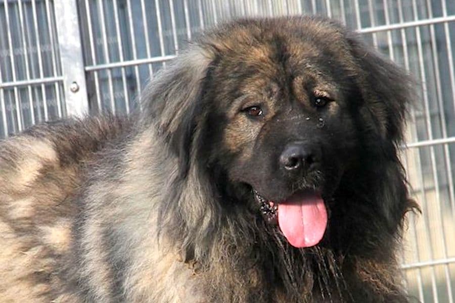 Kaukasischer Owtscharka Chico