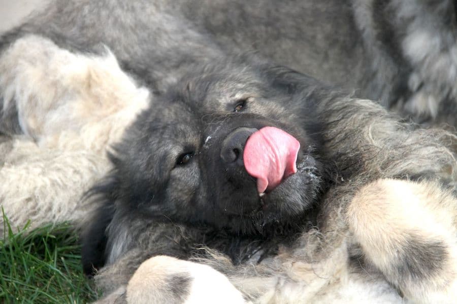 Chico - Kaukasischer Owtscharka - Bild 5