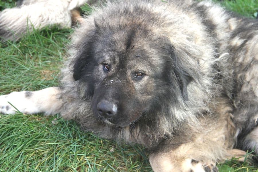 Chico - Kaukasischer Owtscharka - Bild 4