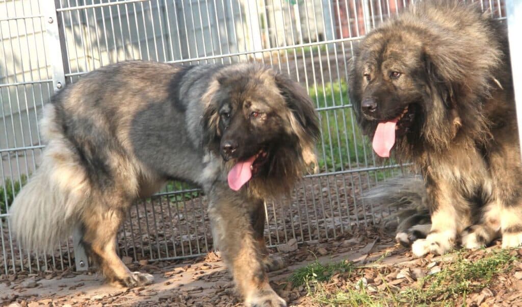 Chico - Kaukasischer Owtscharka - Bild 7