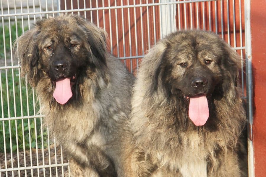 Chico - Kaukasischer Owtscharka - Bild 3