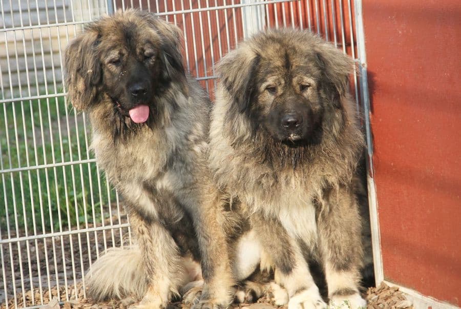 Chico - Kaukasischer Owtscharka - Bild 8