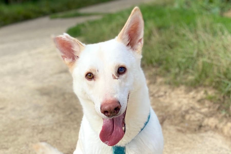 Deutscher Schäferhund Chris