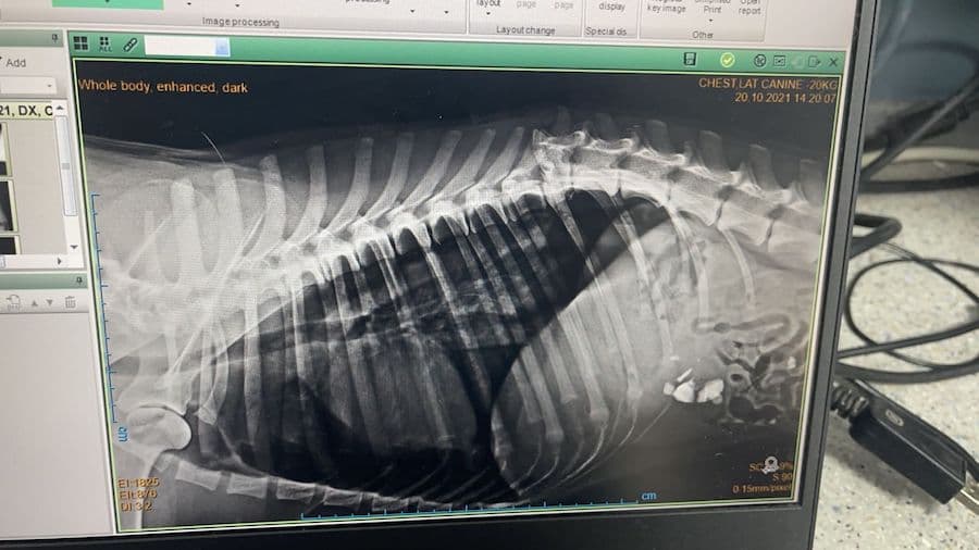 Biscotto - - Bild 14