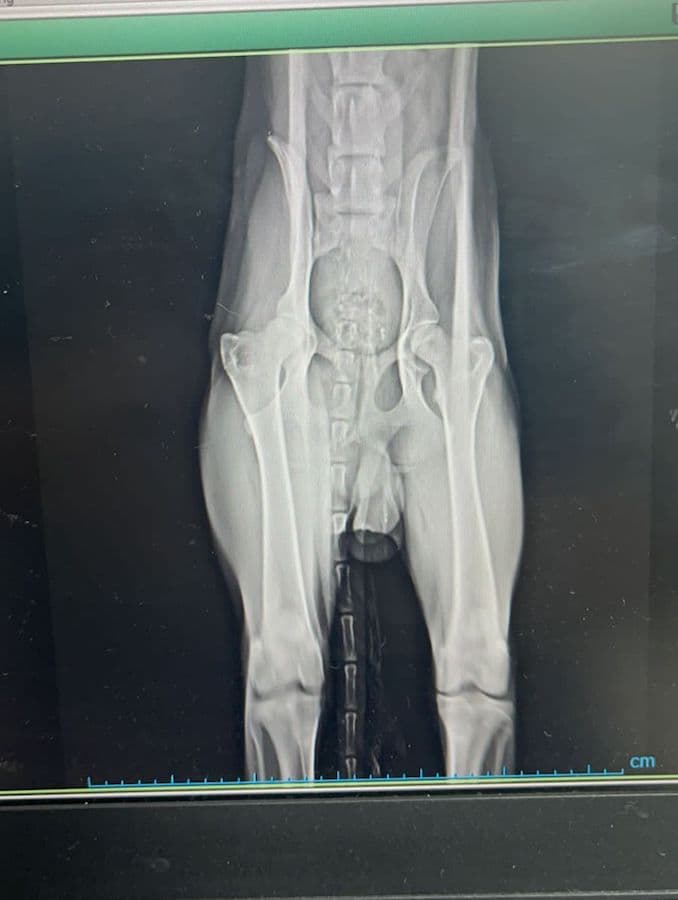 Biscotto - - Bild 18